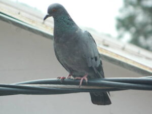 شركة تركيب طارد الحمام بجدة